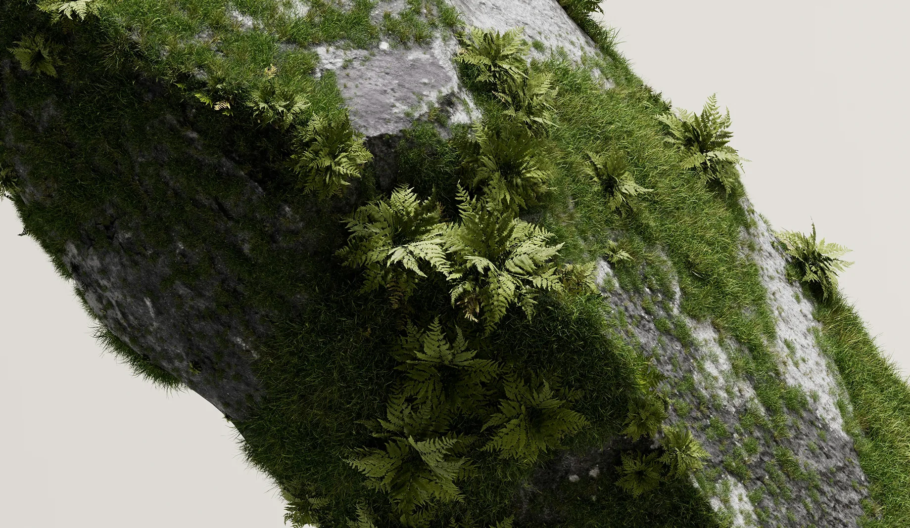Close-up of moss and ferns growing on a sloped rock surface